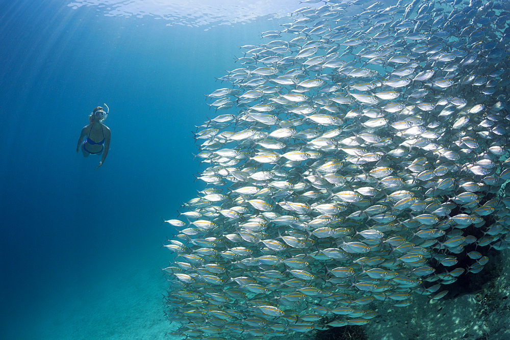 Snorkeling with Schooling Oxeye Scad, Selar boops, Florida Islands, Solomon Islands