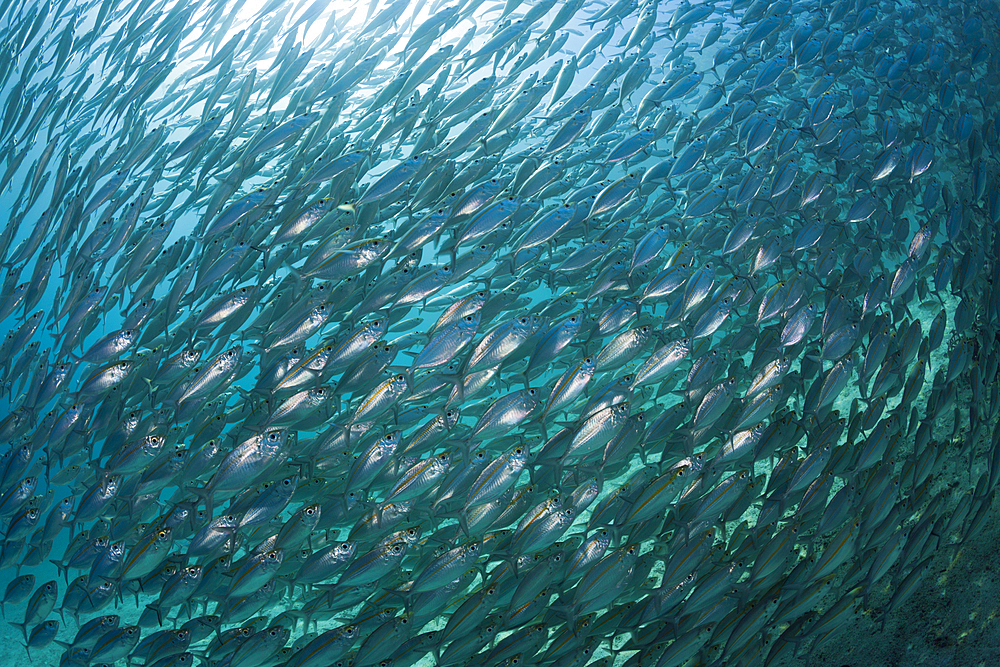 Schooling Oxeye Scad, Selar boops, Florida Islands, Solomon Islands