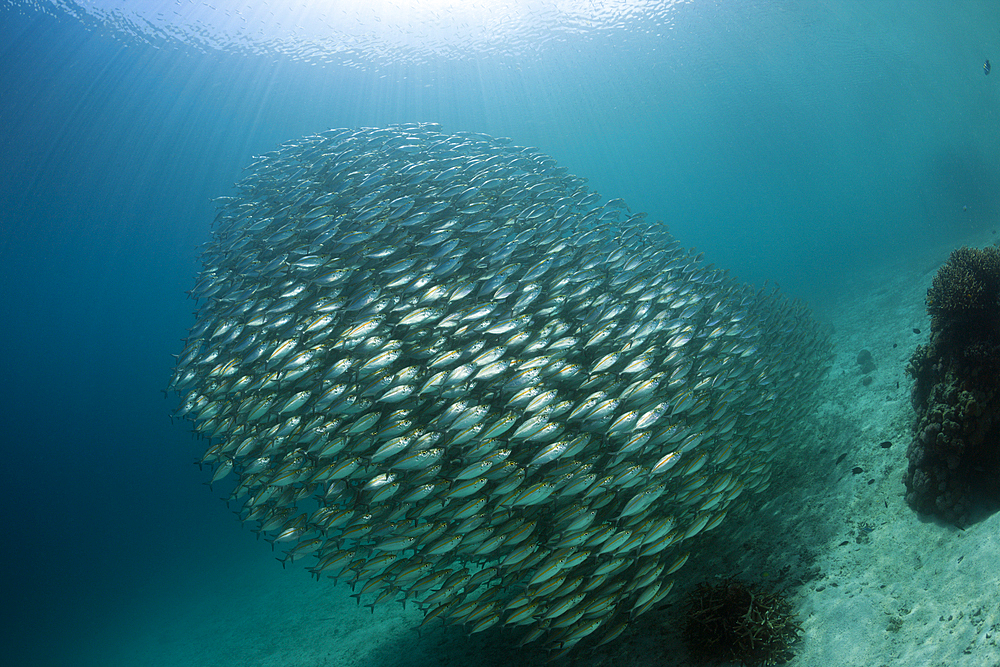 Schooling Oxeye Scad, Selar boops, Florida Islands, Solomon Islands