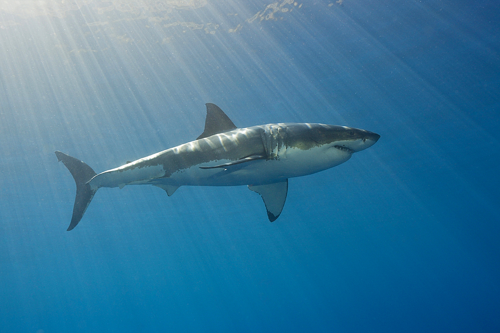 Great White Shark, Carcharodon carcharias, South Africa