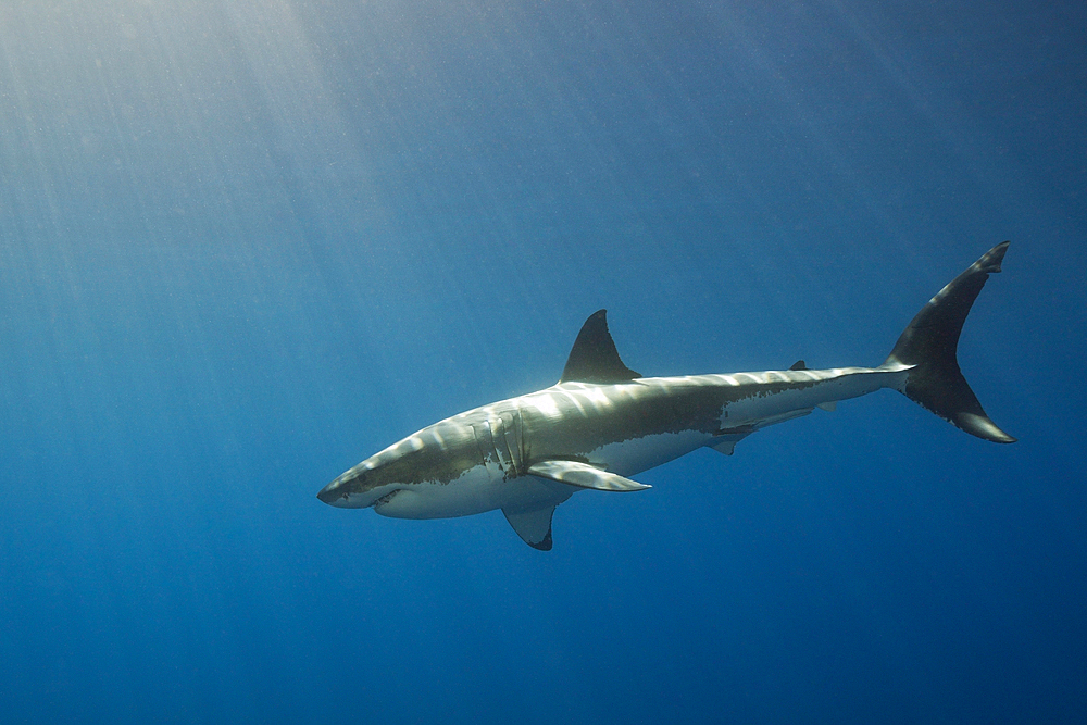 Great White Shark, Carcharodon carcharias, South Africa