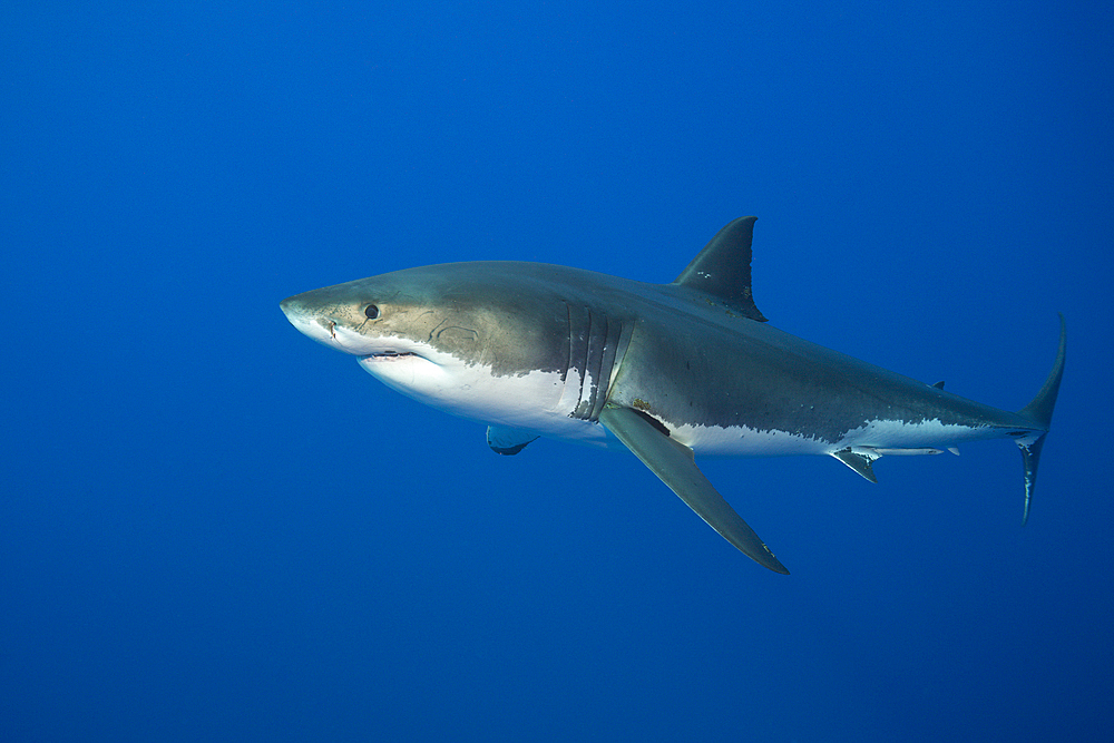 Great White Shark, Carcharodon carcharias, South Africa