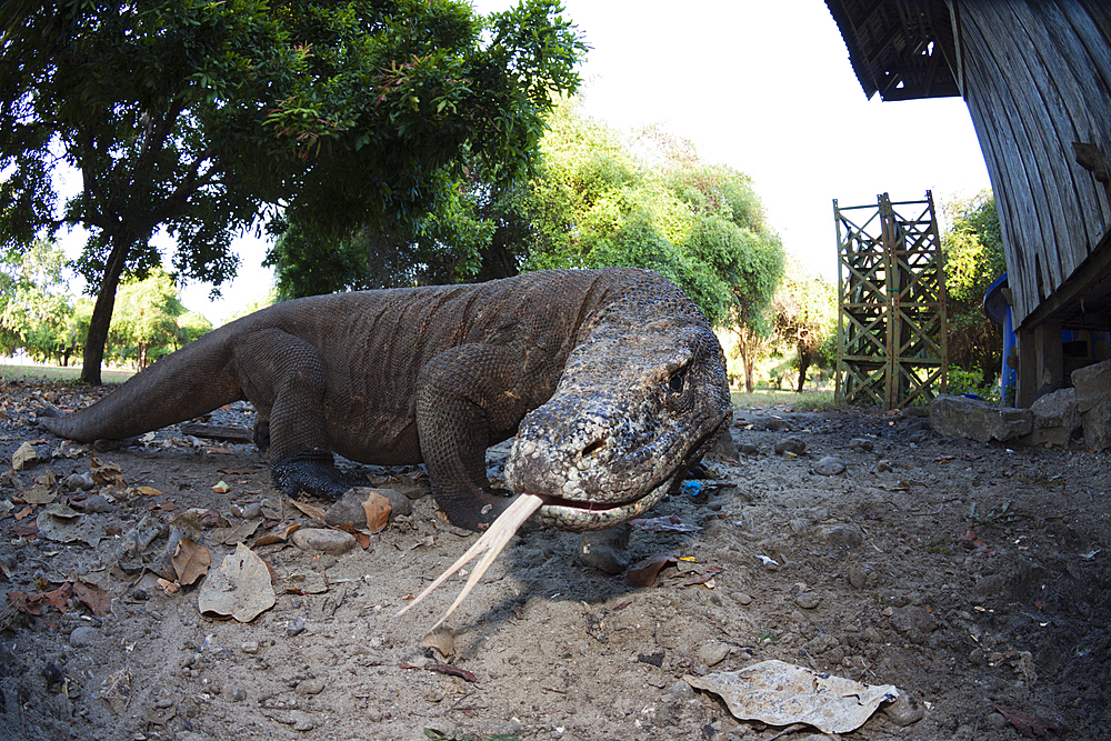 Komodo Dragon, Varanus komodoensis, Komodo National Park, Indonesia