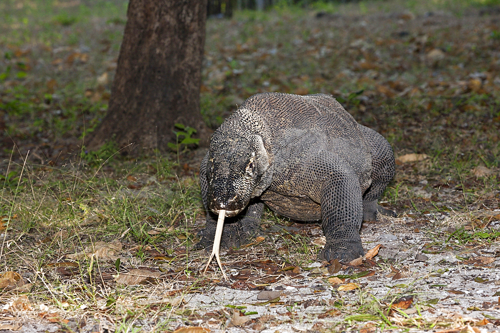 Komodo Dragon, Varanus komodoensis, Komodo National Park, Indonesia