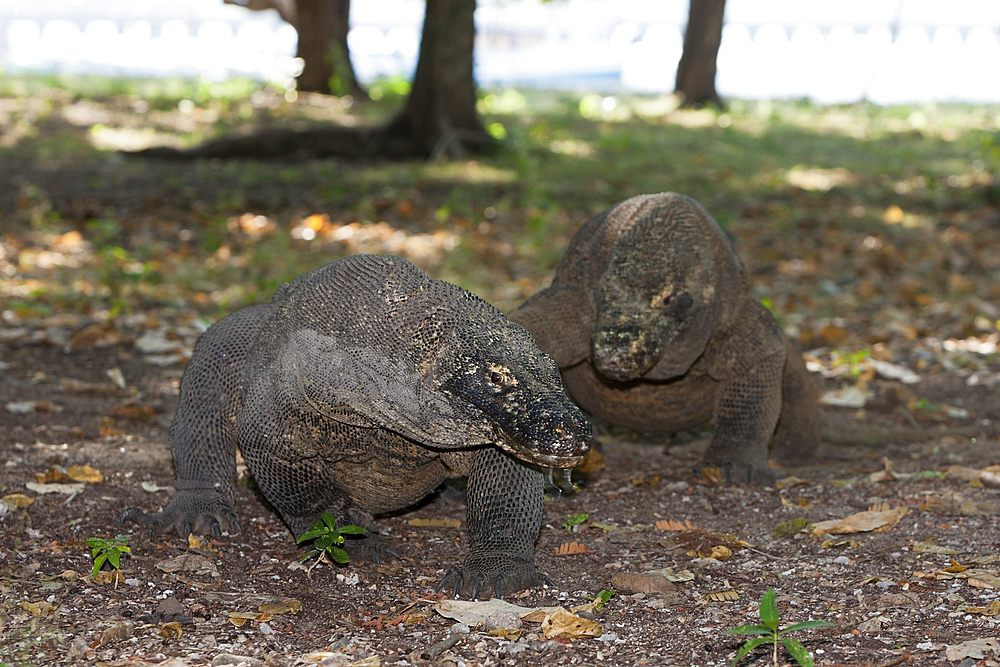 Komodo Dragon, Varanus komodoensis, Komodo National Park, Indonesia