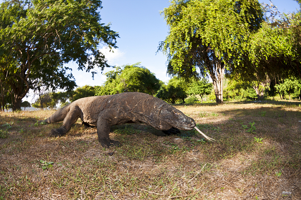 Komodo Dragon, Varanus komodoensis, Komodo National Park, Indonesia