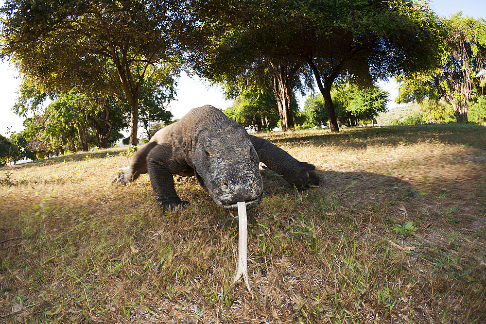 Komodo Dragon, Varanus komodoensis, Komodo National Park, Indonesia