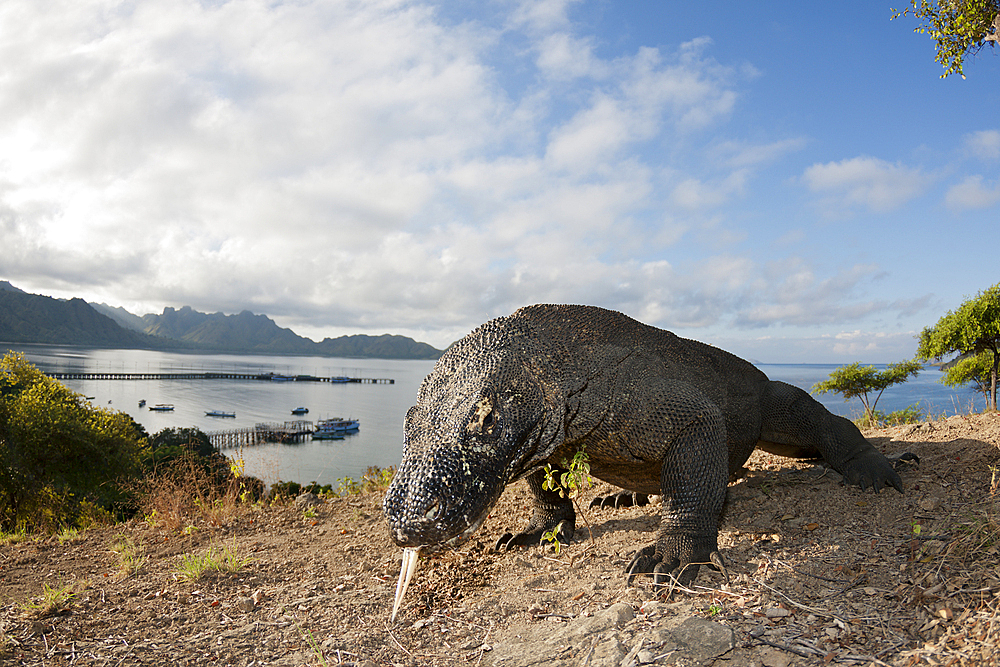 Komodo Dragon, Varanus komodoensis, Komodo National Park, Indonesia