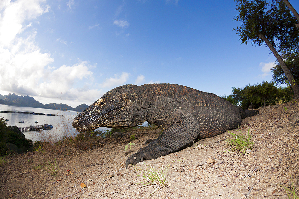 Komodo Dragon, Varanus komodoensis, Komodo National Park, Indonesia