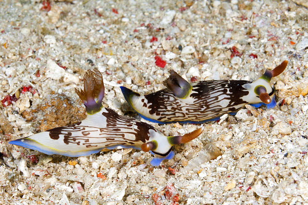 Two Dorid Nudibranch, Nembrotha lineolata, Komodo National Park, Indonesia