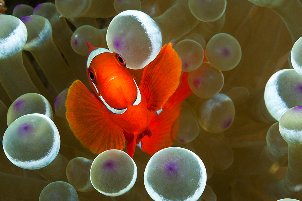 Spinecheek Clownfish, Premnas aculeatus, Komodo National Park, Indonesia