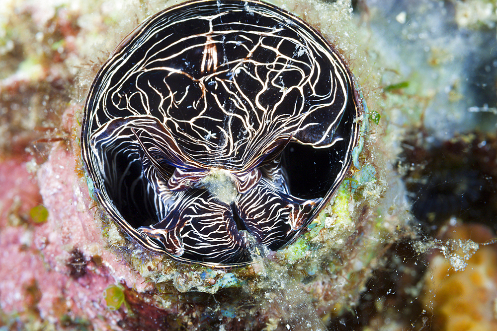 Great Worm Shell feeding, Serpulorbis grandis, Komodo National Park, Indonesia