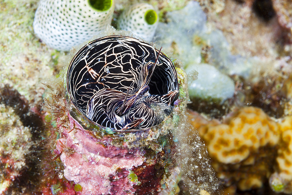 Great Worm Shell feeding, Serpulorbis grandis, Komodo National Park, Indonesia