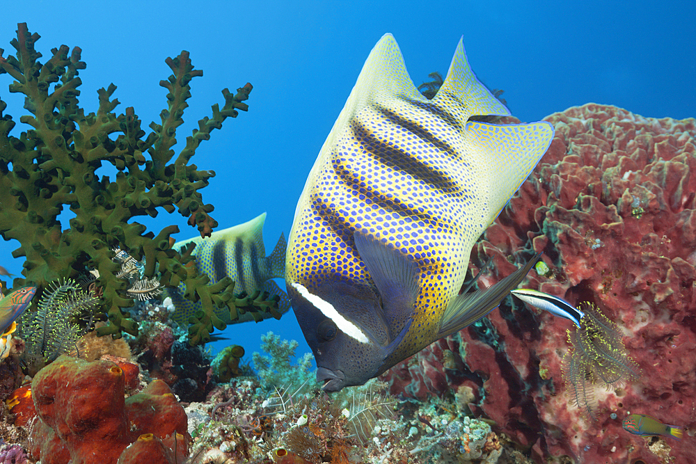 Six-banded Angelfish cleaned by Cleaner Wrasse, Pomacanthus sexstriatus, Komodo National Park, Indonesia