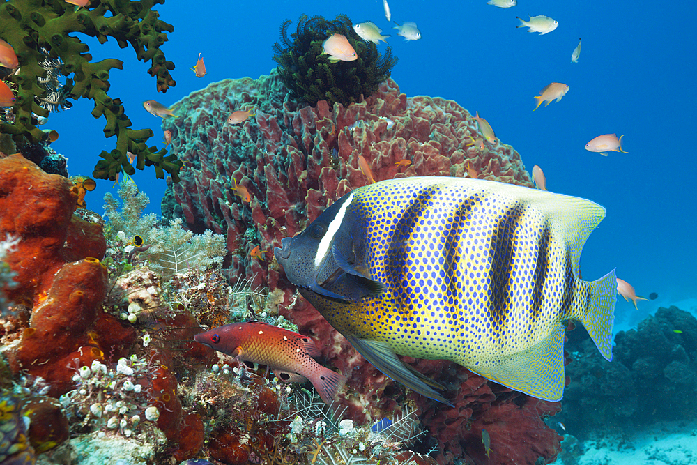 Six-banded Angelfish, Pomacanthus sexstriatus, Komodo National Park, Indonesia