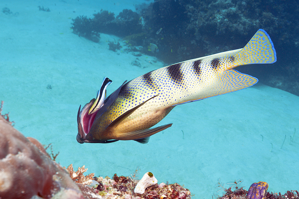 Six-banded Angelfish cleaned by Cleaner Wrasse, Pomacanthus sexstriatus, Komodo National Park, Indonesia