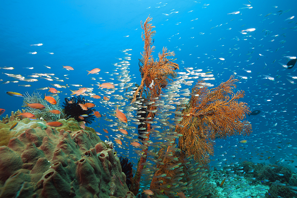 Glassy Sweepers in Coral Reef, Parapriacanthus ransonneti, Komodo National Park, Indonesia