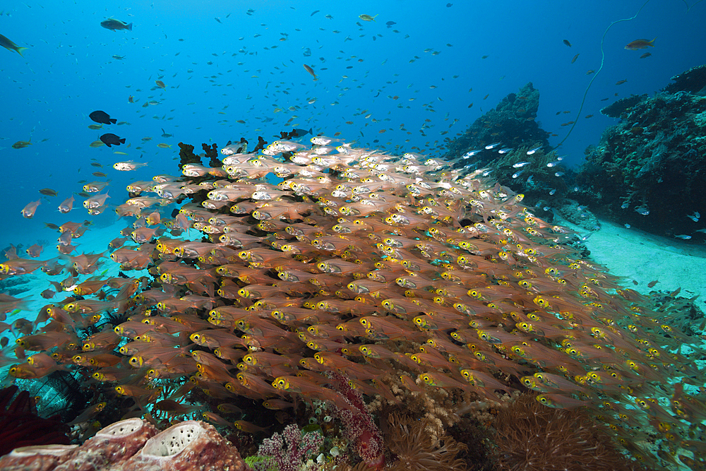 Glassy Sweepers in Coral Reef, Parapriacanthus ransonneti, Komodo National Park, Indonesia