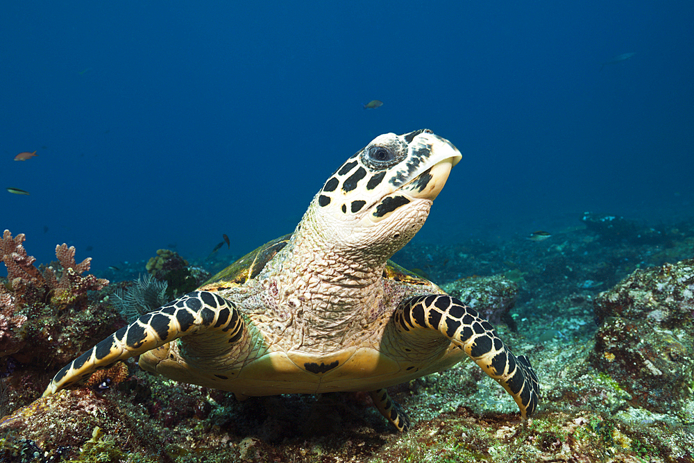 Hawksbill Sea Turtle, Eretmochelys imbricata, Komodo National Park, Indonesia