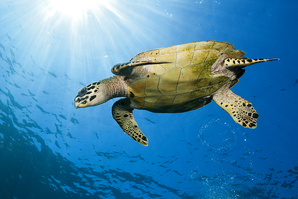 Hawksbill Sea Turtle, Eretmochelys imbricata, Komodo National Park, Indonesia