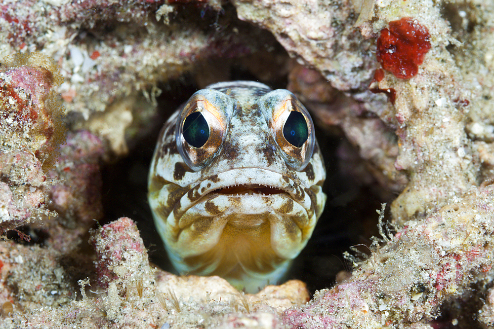 Yellowbarred Jawfish, Opistognathus sp., Komodo National Park, Indonesia