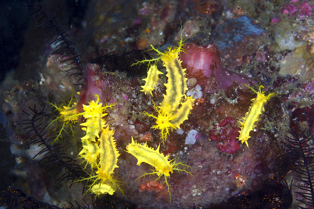 Yellow Sea Cucumber, Colochirus robustus, Komodo National Park, Indonesia