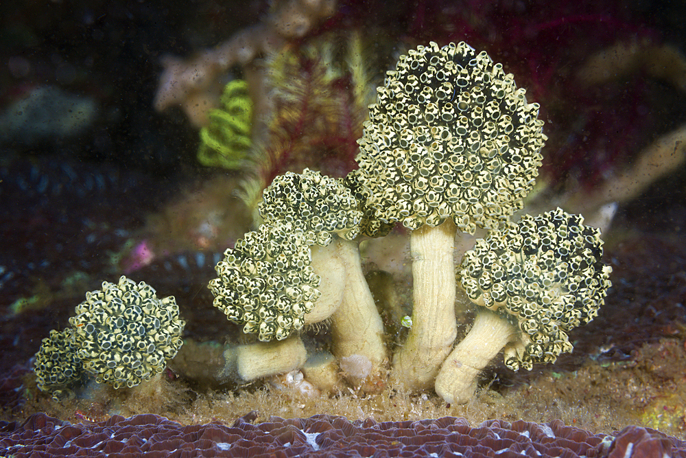 Stalked Green Ascidian, Oxycorynia fascicularis, Komodo National Park, Indonesia