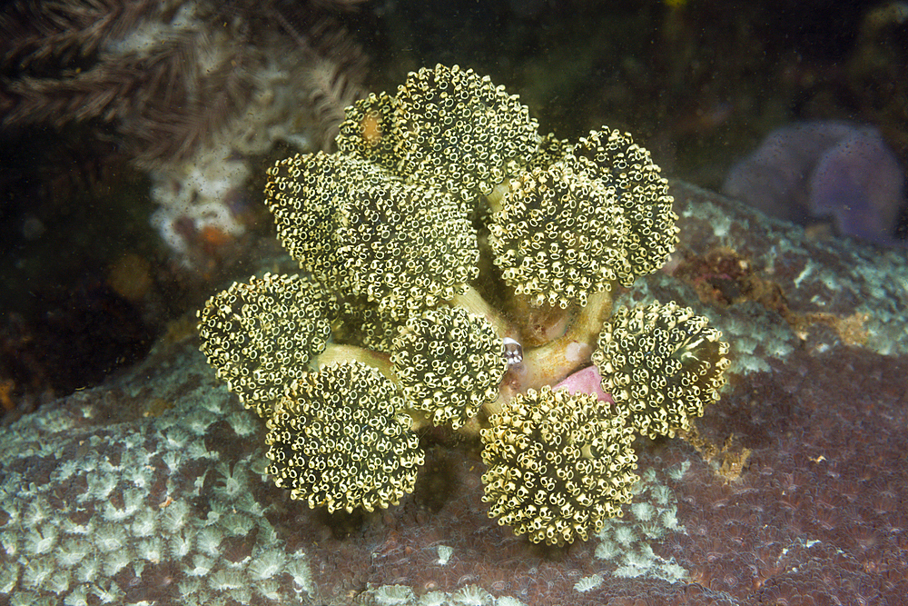 Stalked Green Ascidian, Oxycorynia fascicularis, Komodo National Park, Indonesia