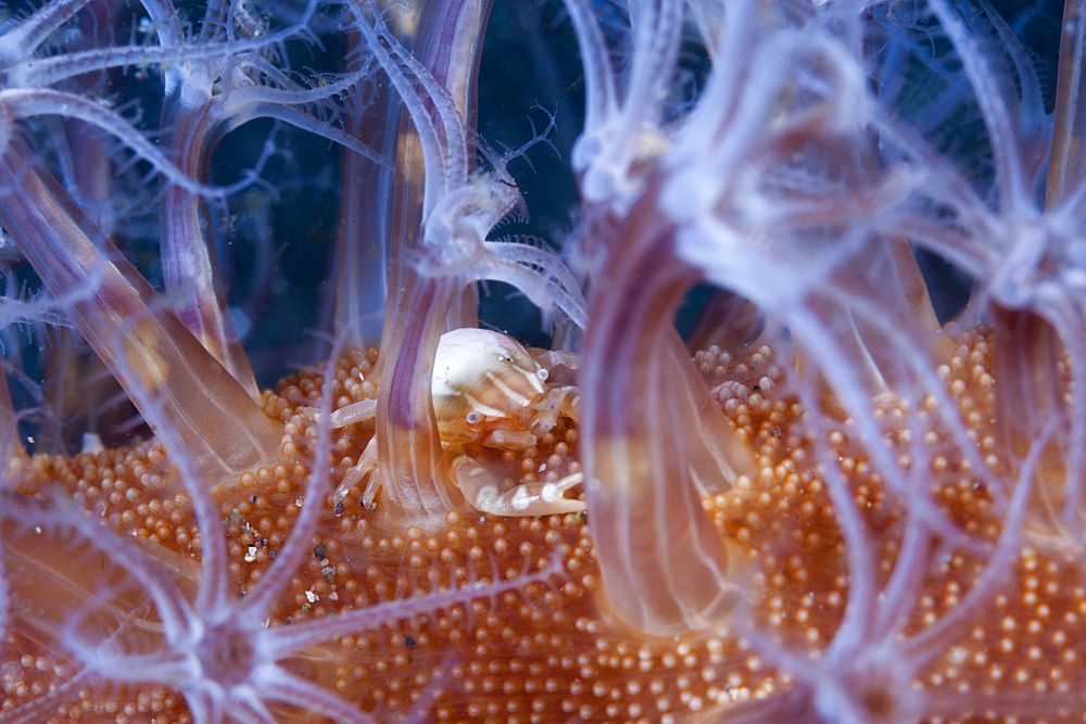 Porcelain Crab on Sea Pen, Porcellanella triloba, Komodo National Park, Indonesia