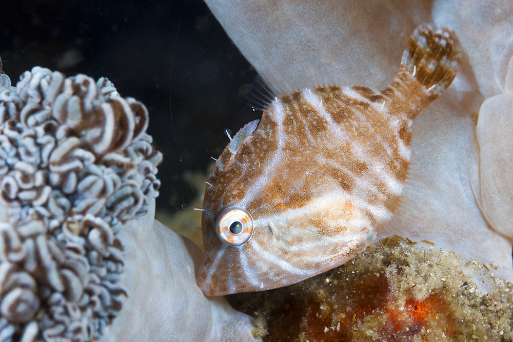 Radial Filefish, Acreichthys radiatus, Komodo National Park, Indonesia