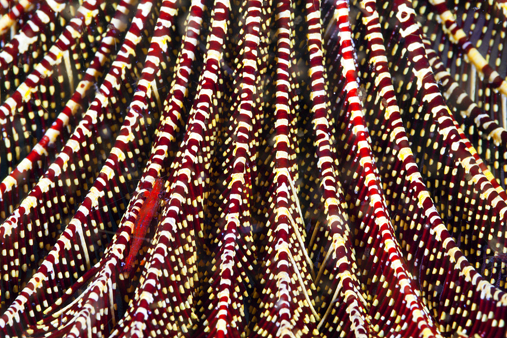 Red Crinoid Shrimp in Feather Star, Periclimenes amboinensis, Komodo National Park, Indonesia