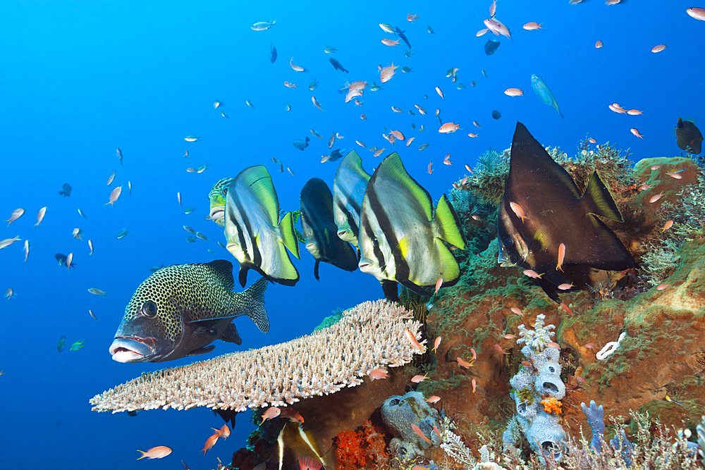 Pinnate Batfish, Platax pinnatus, Komodo National Park, Indonesia