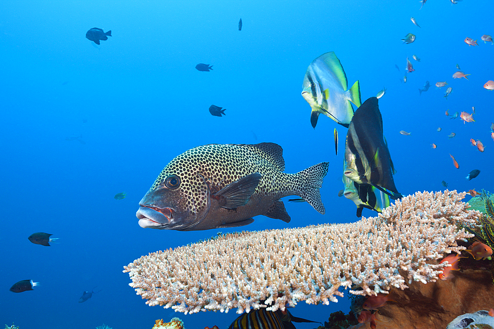 Pinnate Batfish and Harlequin Sweetlips, Platax pinnatus, Komodo National Park, Indonesia