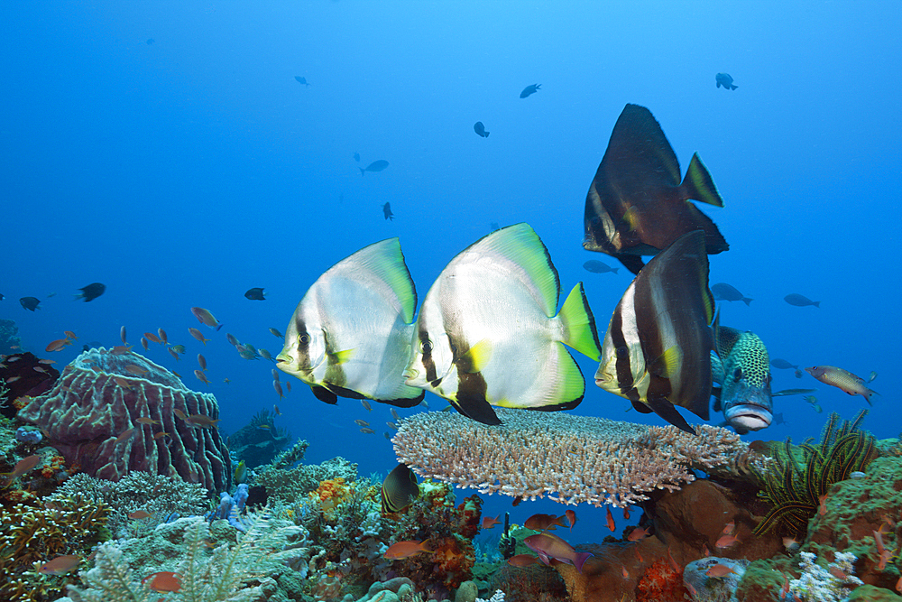 Group of Pinnate Batfish, Platax pinnatus, Komodo National Park, Indonesia