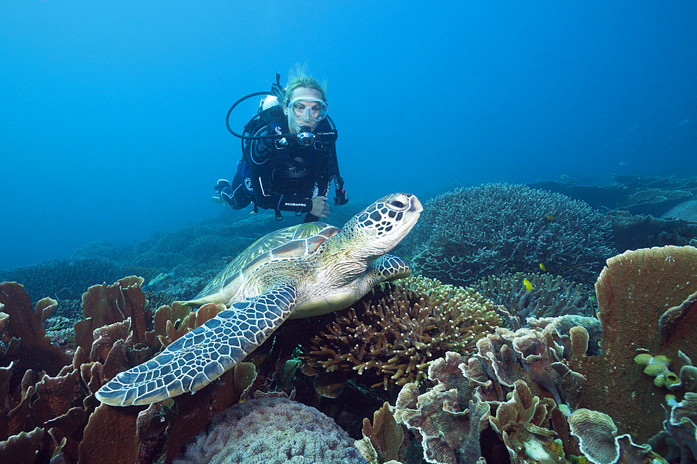 Green Sea Turtle and Scuba diver, Chelonia mydas, Komodo National Park, Indonesia