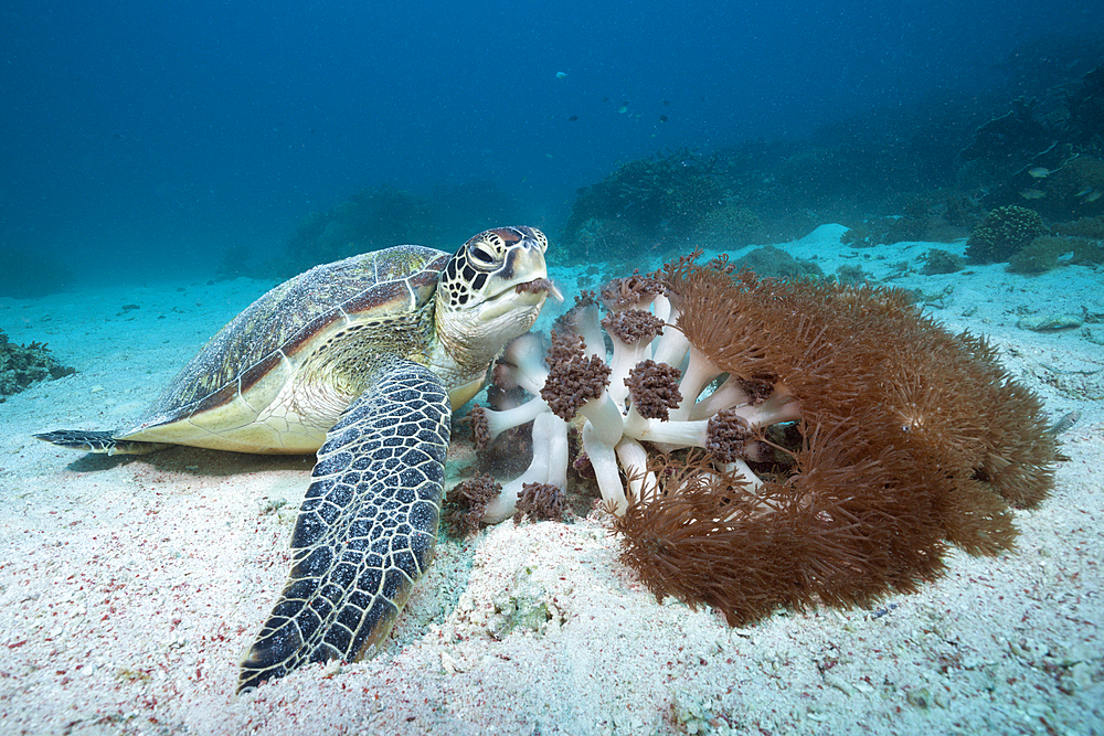 Green Sea Turtle, Chelonia mydas, Komodo National Park, Indonesia