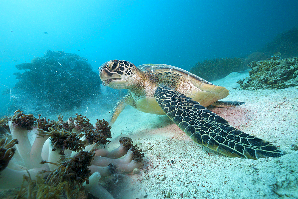 Green Sea Turtle, Chelonia mydas, Komodo National Park, Indonesia