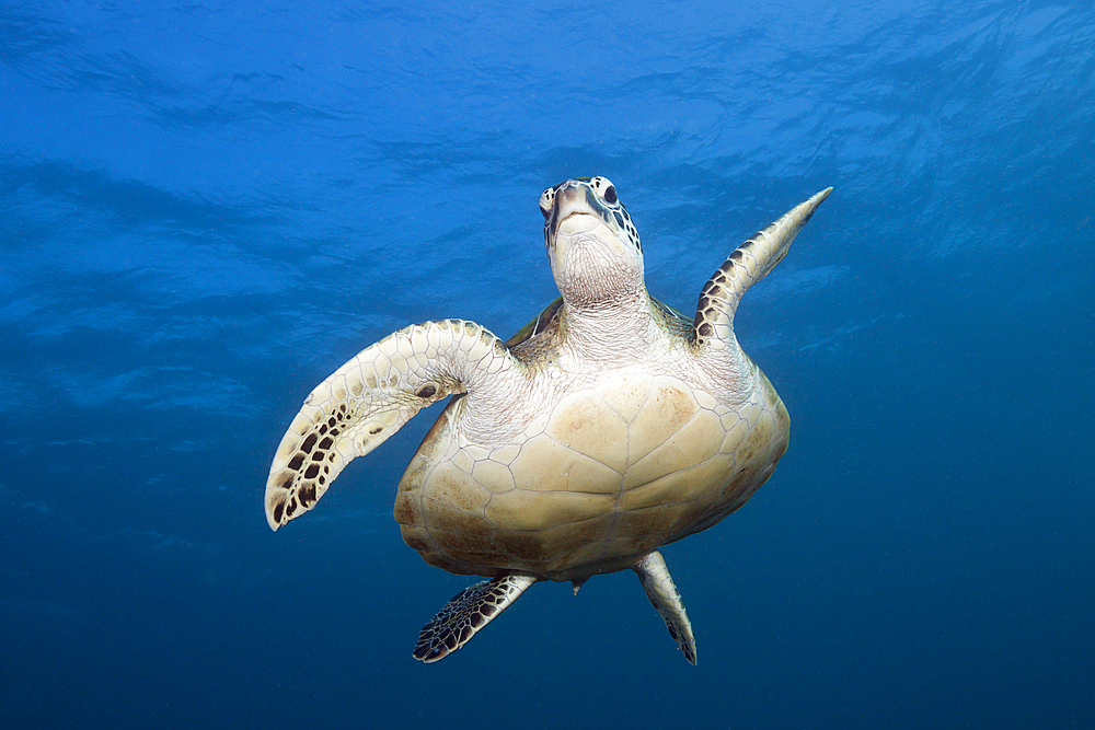 Green Sea Turtle, Chelonia mydas, Komodo National Park, Indonesia