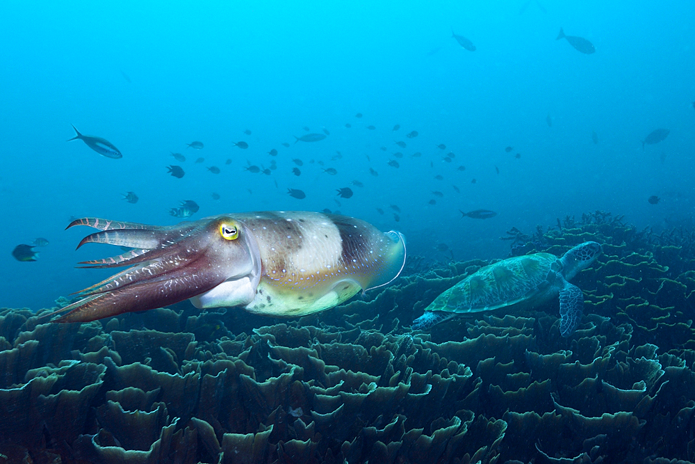 Broadclub Cuttlefish, Sepia latimanus, Komodo National Park, Indonesia