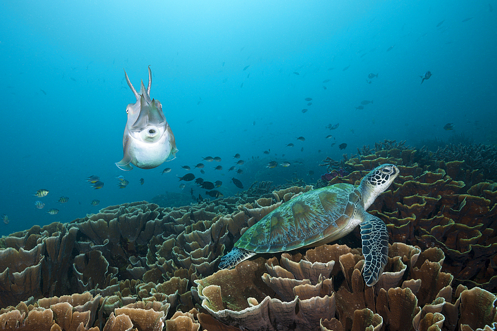 Broadclub Cuttlefish and Green Sea Turtle, Sepia latimanus, Komodo National Park, Indonesia