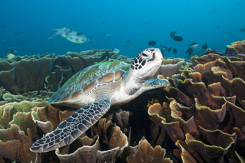 Green Sea Turtle, Chelonia mydas, Komodo National Park, Indonesia