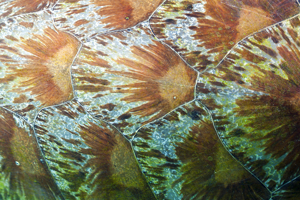 Shield of Green Sea Turtle, Chelonia mydas, Komodo National Park, Indonesia