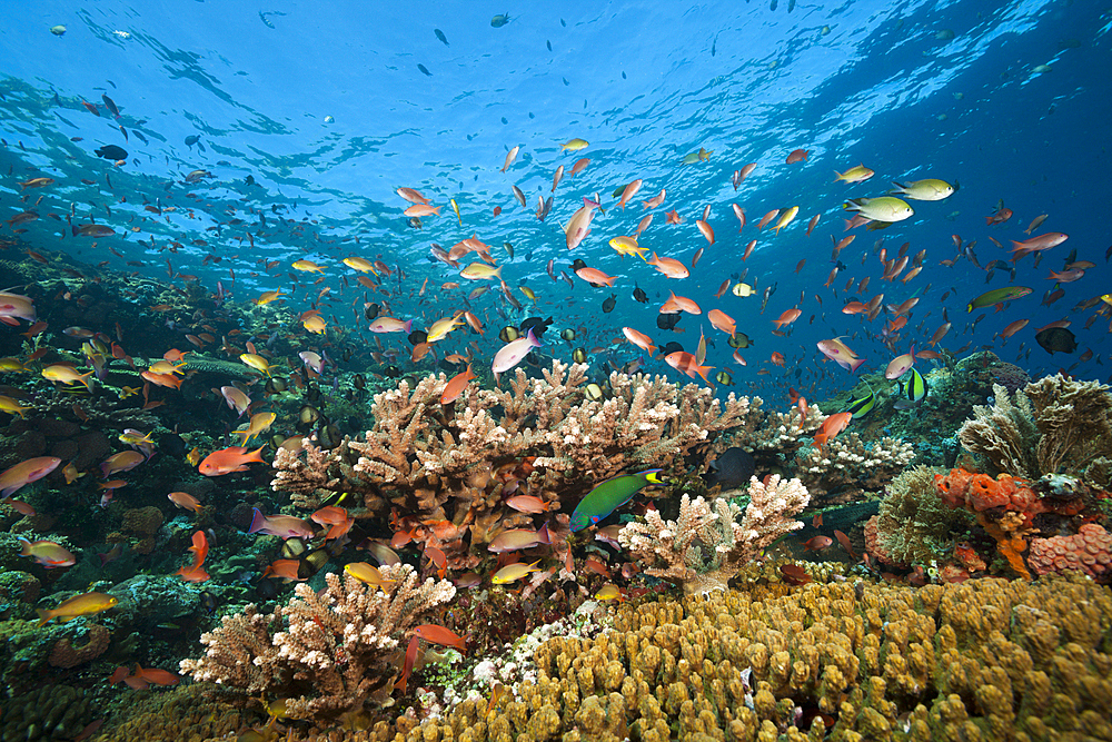 Colored Reef Top, Komodo National Park, Indonesia