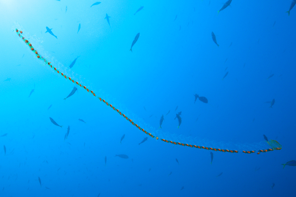 Chain of Salps, Salpa sp., Komodo National Park, Indonesia