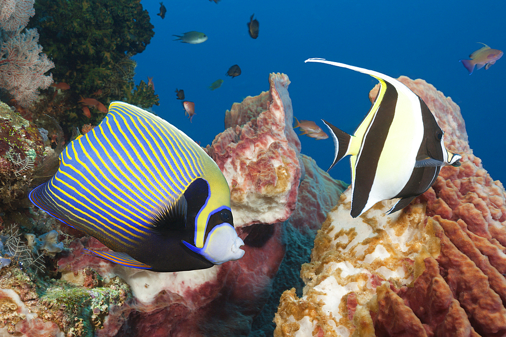 Emperor Angelfish in Coral Reef, Pomacanthus imperator, Komodo National Park, Indonesia