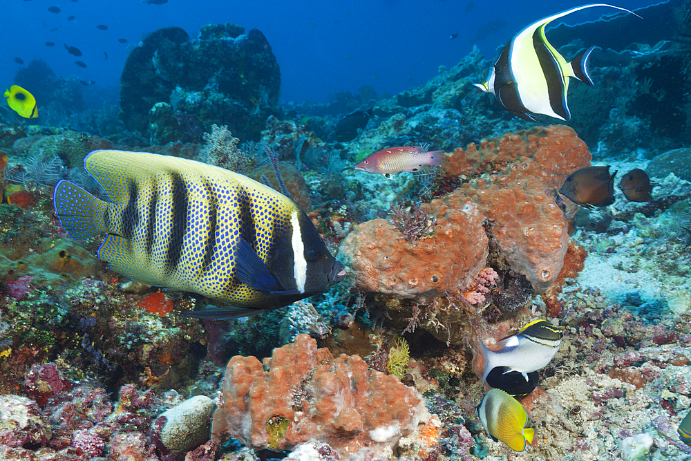 Six-banded Angelfish in Coral Reef, Pomacanthus sexstriatus, Komodo National Park, Indonesia