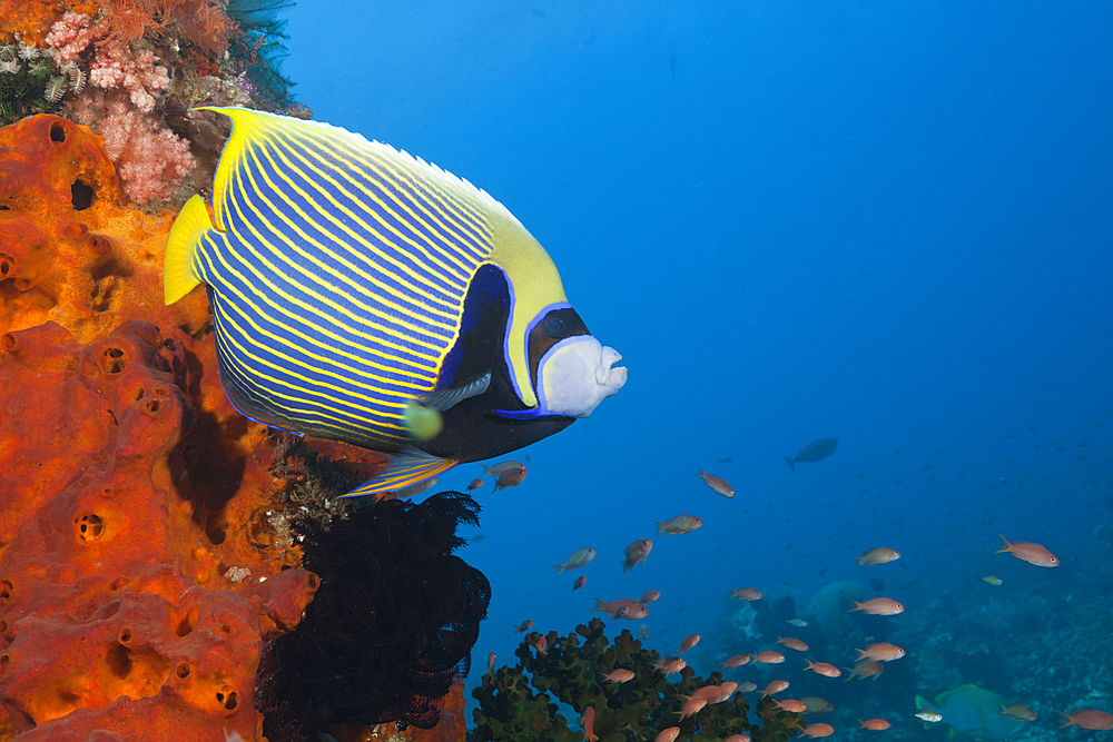 Emperor Angelfish in Coral Reef, Pomacanthus imperator, Komodo National Park, Indonesia