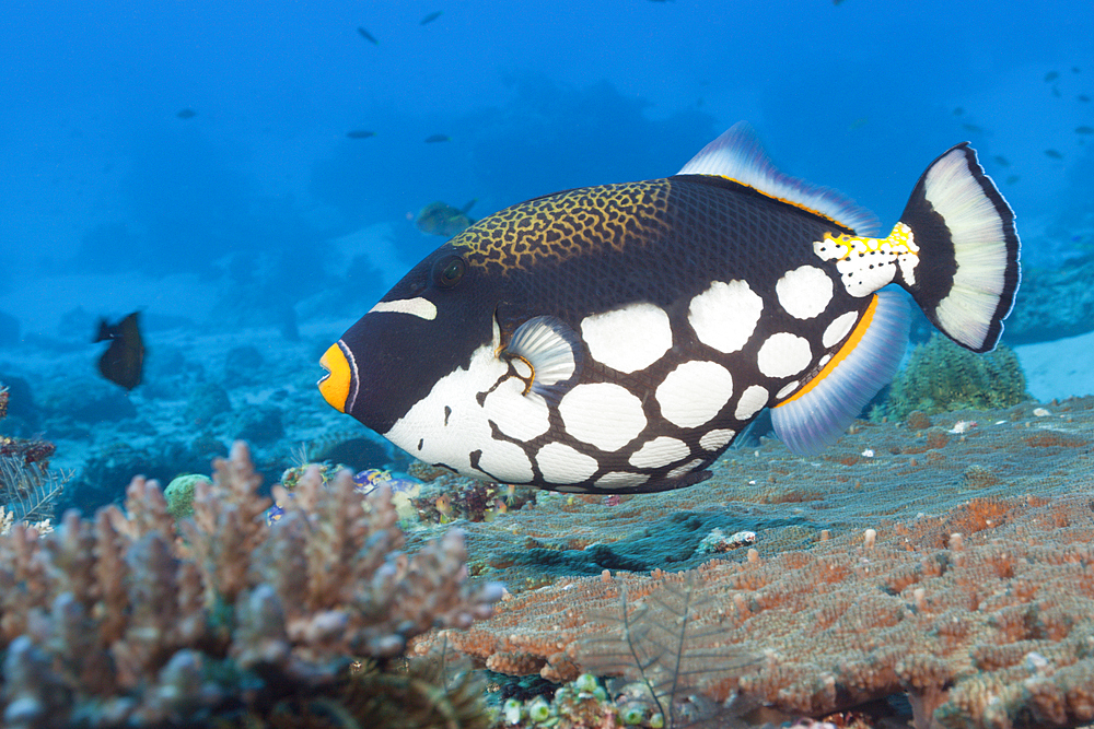 Clown Triggerfish, Balistoides conspicillum, Komodo National Park, Indonesia