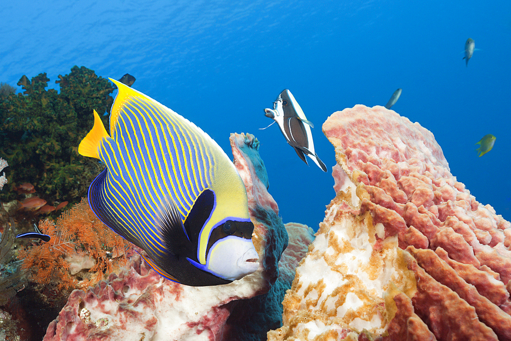 Emperor Angelfish in Coral Reef, Pomacanthus imperator, Komodo National Park, Indonesia