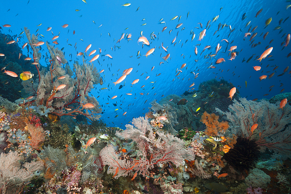 Species-rich Coral Reef, Komodo National Park, Indonesia